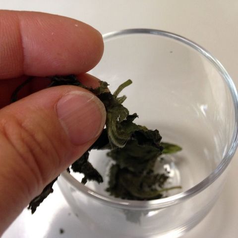 シソの葉を指でもみます。